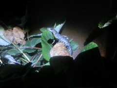 Triturus cristatus