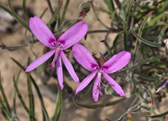 Pelargonium coronopifolium