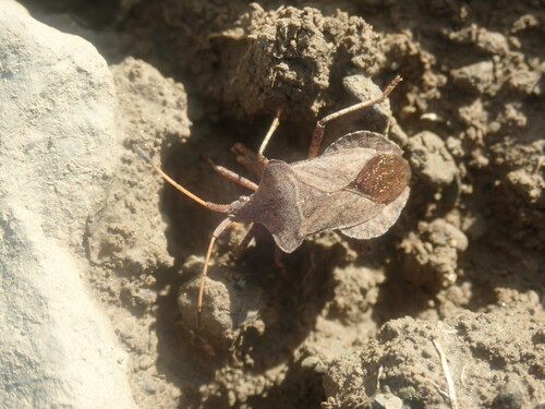 Photo of Dock Bug (Coreus marginatus)