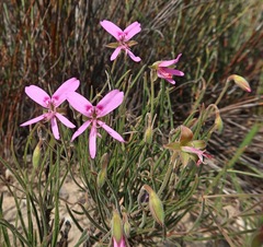 Pelargonium coronopifolium