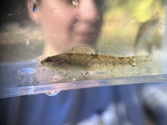 Etheostoma caeruleum