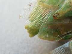 Thyanta pallidovirens