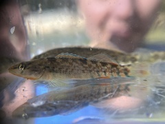 Etheostoma caeruleum