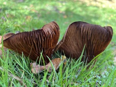 Entoloma sericeum