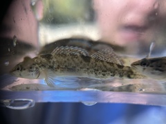 Etheostoma caeruleum