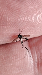 Aedes albopictus