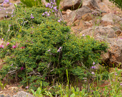 Calliandra chilensis