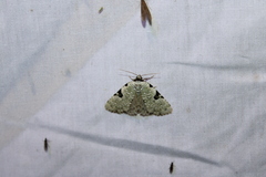 Leuconycta diphteroides