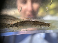 Etheostoma caeruleum