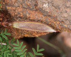 Calliandra chilensis