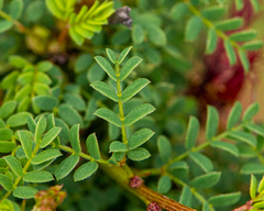 Calliandra chilensis