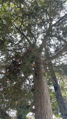 Cupressus lusitanica