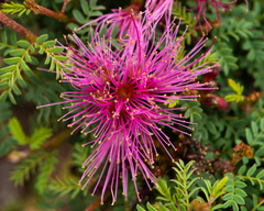 Calliandra chilensis