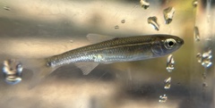 Luxilus pilsbryi