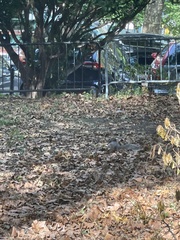 Sciurus carolinensis