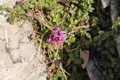Thymus praecox polytrichus