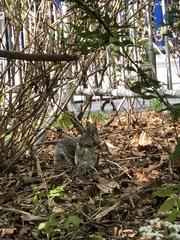 Sciurus carolinensis