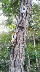 Cerogenes auricoma