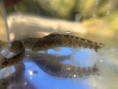 Etheostoma caeruleum