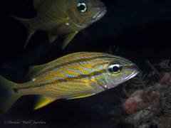 Haemulon flavolineatum