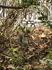 Sciurus carolinensis