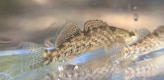 Etheostoma caeruleum