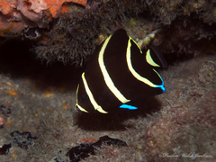 Pomacanthus arcuatus