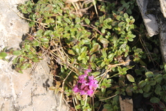 Thymus praecox polytrichus