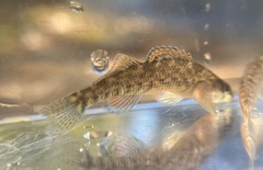 Etheostoma caeruleum