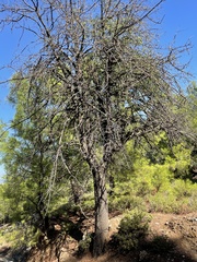 Pyrus spinosa
