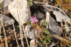 Thymus praecox polytrichus