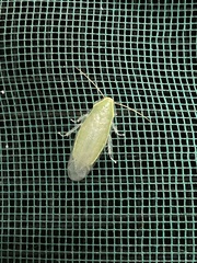 Blattodea