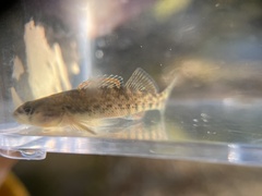 Etheostoma caeruleum