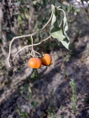 Solanum stuckertii