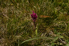 Castilleja lemmonii