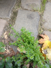 Galium
