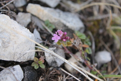 Thymus praecox polytrichus