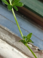 Galium