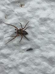 Oxyopes gracilipes