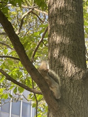 Sciurus carolinensis