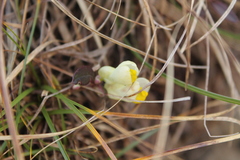 Polygaloides chamaebuxus