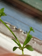 Galium