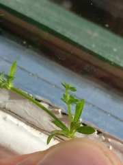 Galium