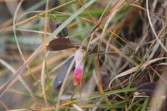 Polygaloides chamaebuxus