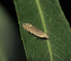 Battaristis concinnusella