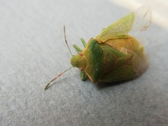 Thyanta pallidovirens