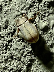 Phyllophaga