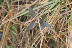 Polygaloides chamaebuxus