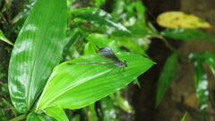 Psolodesmus mandarinus