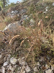 Polanisia dodecandra